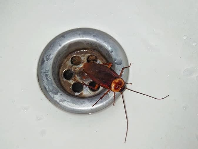 cockroach in kitchen sink drain in phoenix home