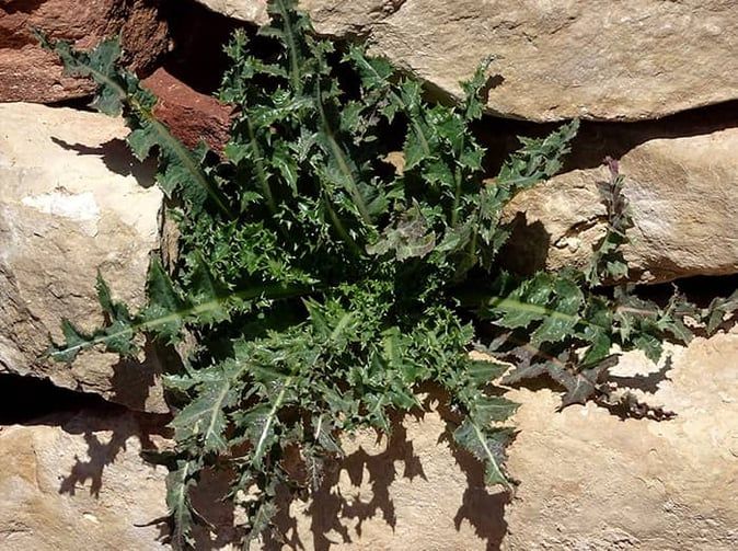 weeds growing in arizona