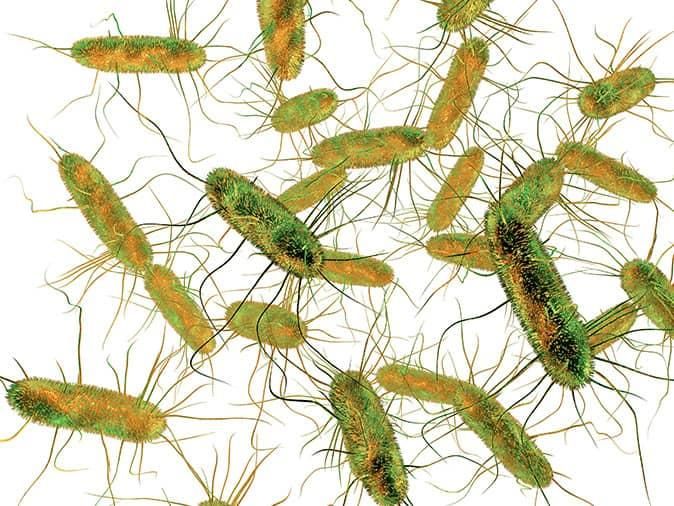 salmonella under a microscope