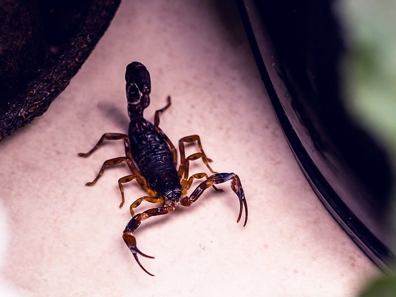 scorpion on countertop