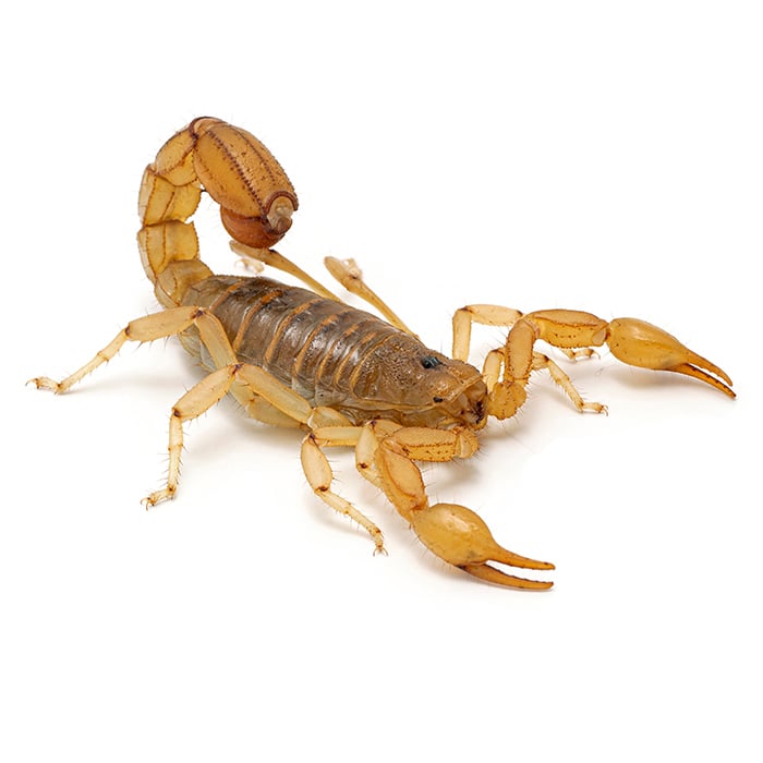 scorpion in arizona