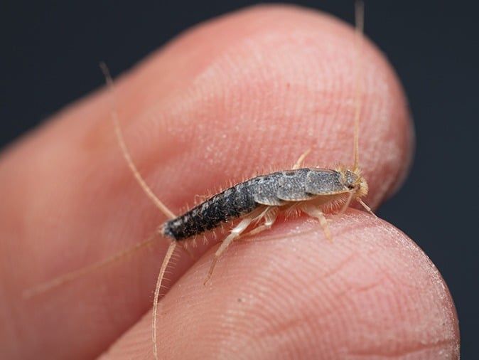 silverfish on phoenix resident's hand