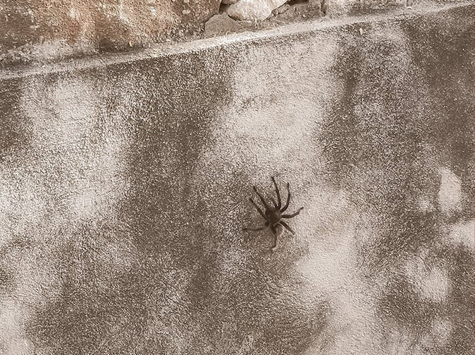 tarantula crawling on tucson house