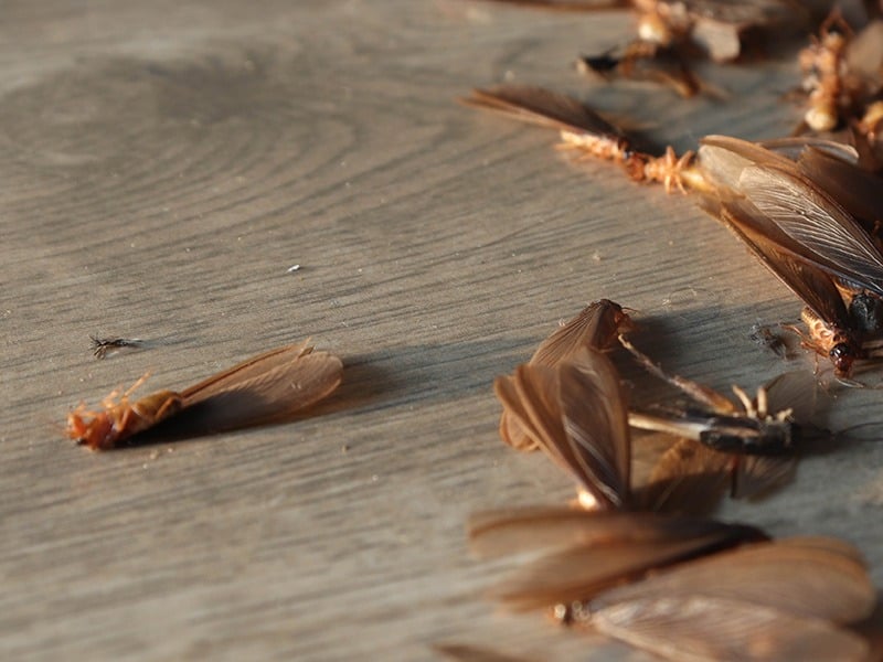termite swarmers on floor after an indoor swarm
