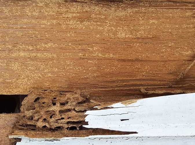 termite damage in phoenix home