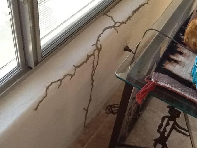 mud tubes left by termites