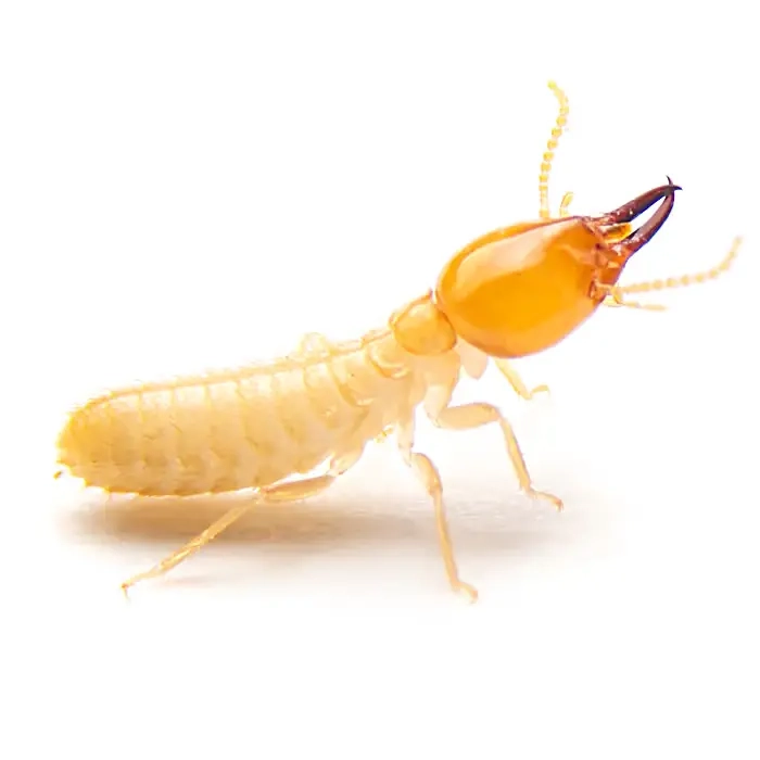 termite in arizona