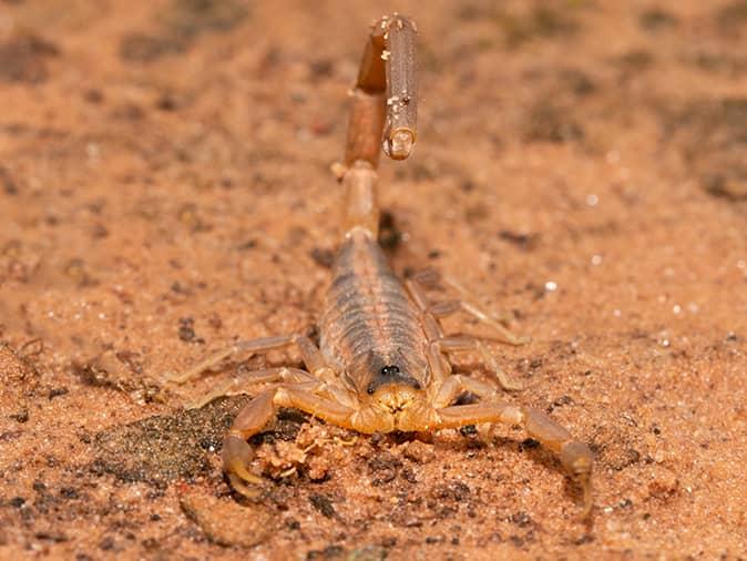 Scorpions Pest Control Tucson, AZ - Pest Friends