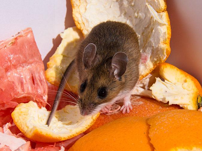 mouse inside a tucson home looking for food