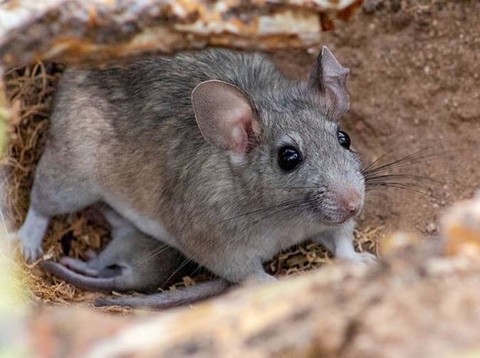 pack rat in arizona