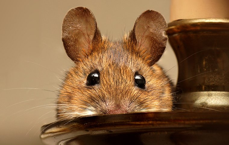 mouse peeking over a candle