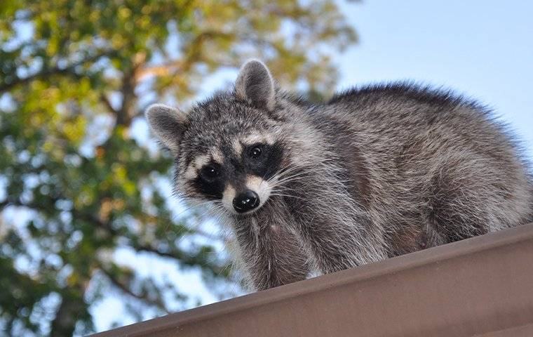 raccoon on a roof