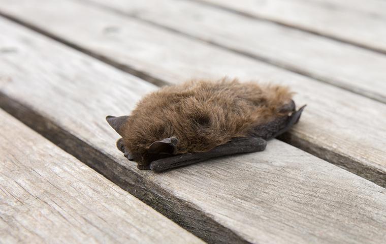 a bat on a table in dallas texas