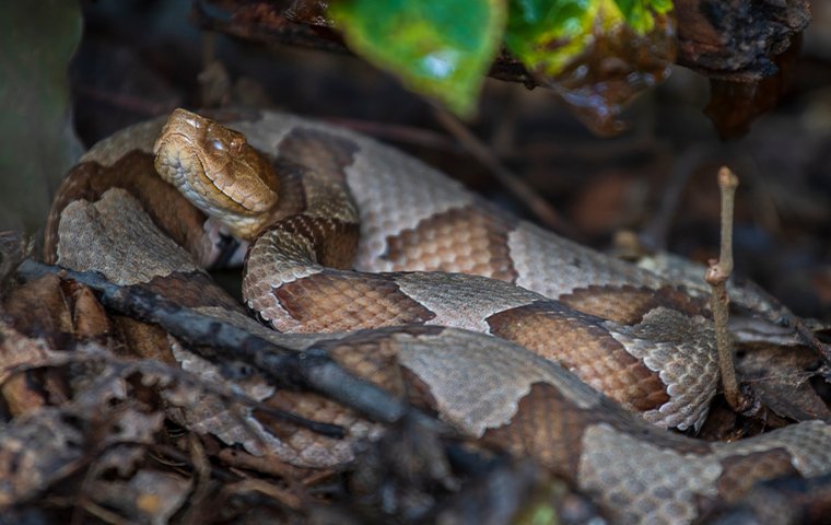 a copperhead snake in dallas texas