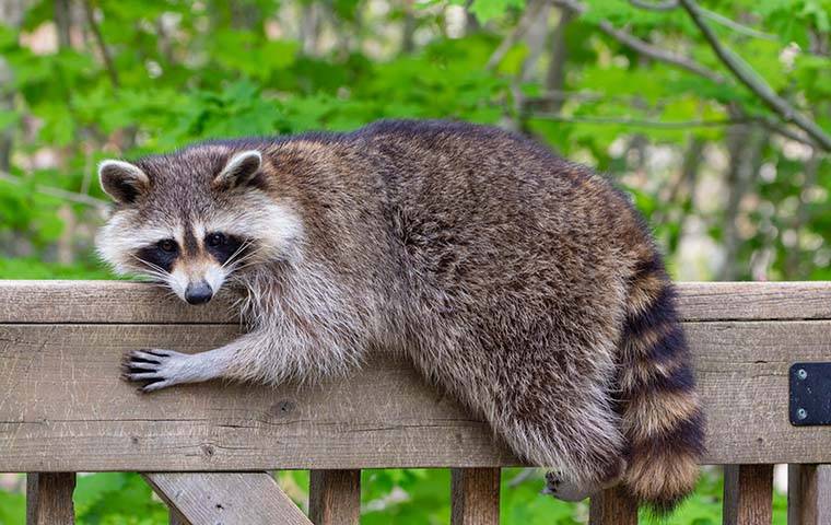 raccoon laying on top of a deck railing