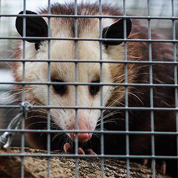 opossum in a cage in plano texas