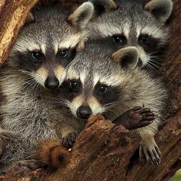 raccoons in a tree in plano texas