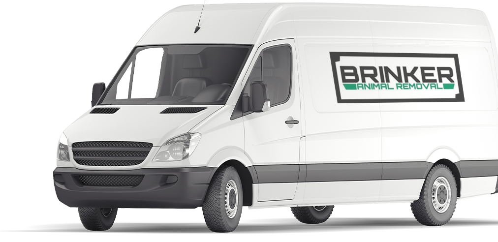 brinker animal removal van