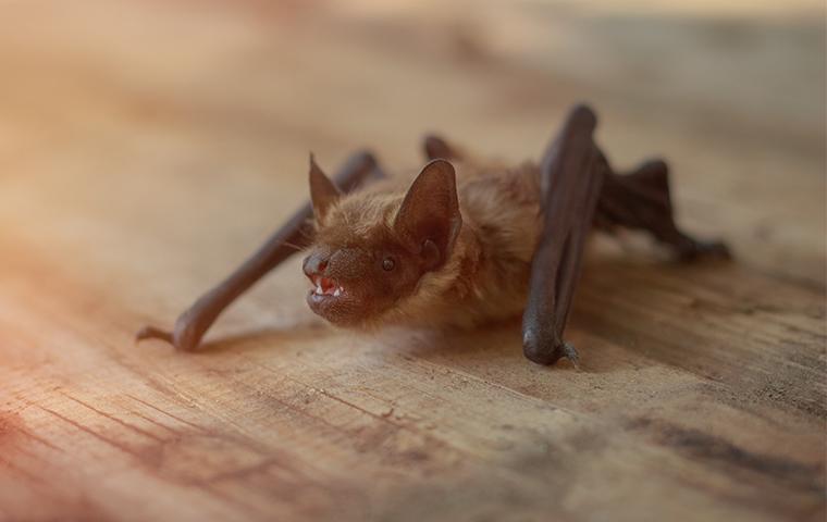 a brown bat in plano texas