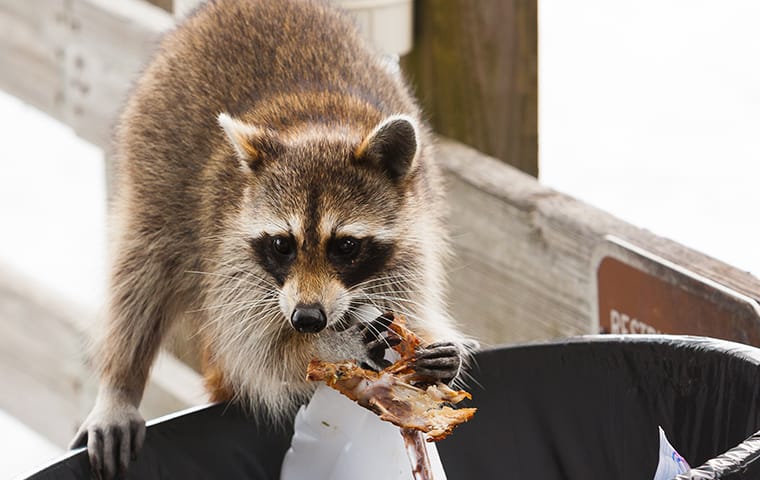 a raccoon in plano texas