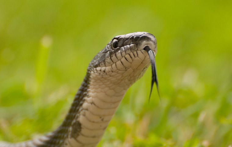 closeup of a snake in plano texas