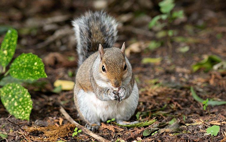 a squirrel eating in plano texas