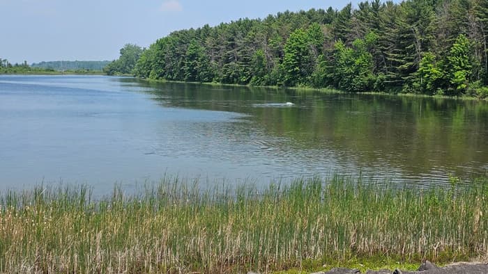 Fish feeding on the St Lawrence (Credit: R. Tisdale)