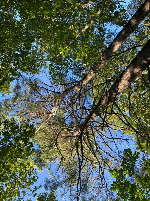 Looking up! (Credit: Chris Young)