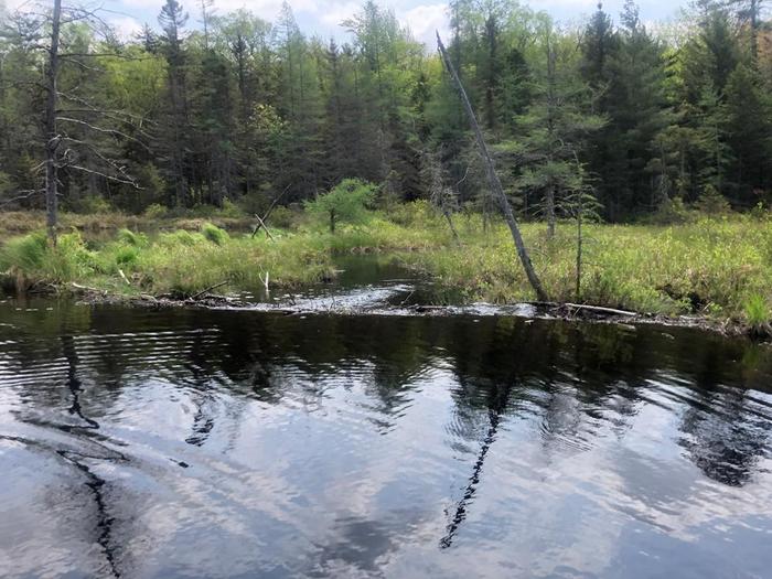 Beaver dam at the end of tooley pond (Credit: Jakobp)