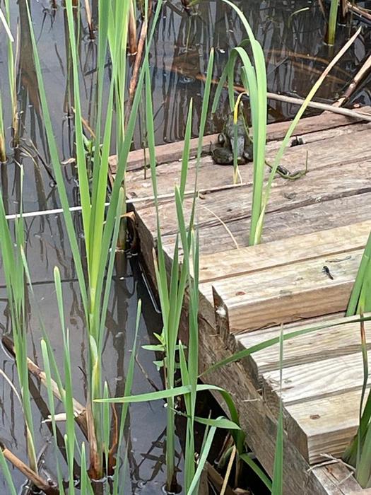 frog on overlook ramp (Credit: charlie)