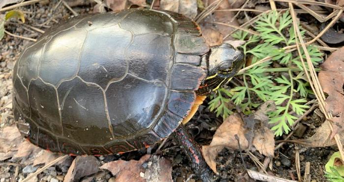 Painted turtle on the Rutland Trail, west of North Lawrenceville (Credit: BobStein)