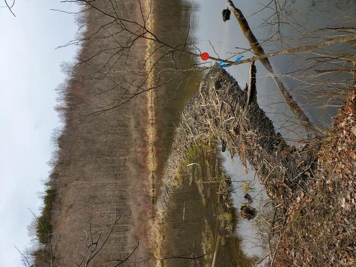 Beaver Dam - April 2020 (Credit: Dawn Mills)