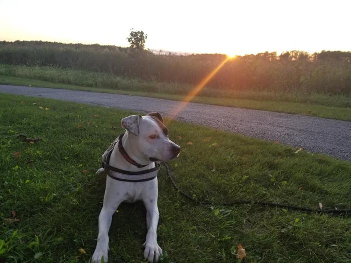 Pet Friendly (Credit: Wil Neves)