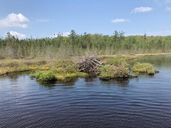 Mostly mud beaver hut (Credit: Jakobp)