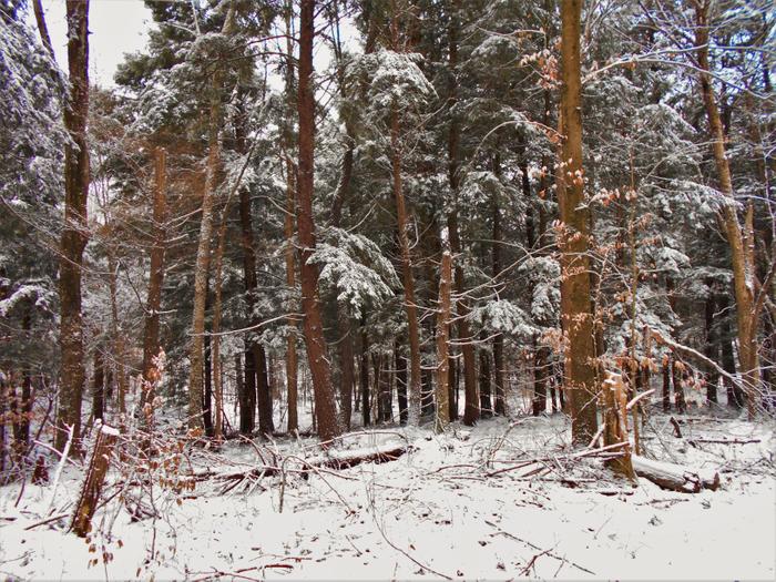 A stand of hemlock (Credit: https://hikingthetrailtoyesterday.wordpress.com/)