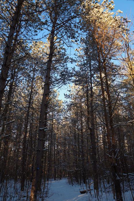 A stand of red pine on the trail (Credit: https://hikingthetrailtoyesterday.wordpress.com/)