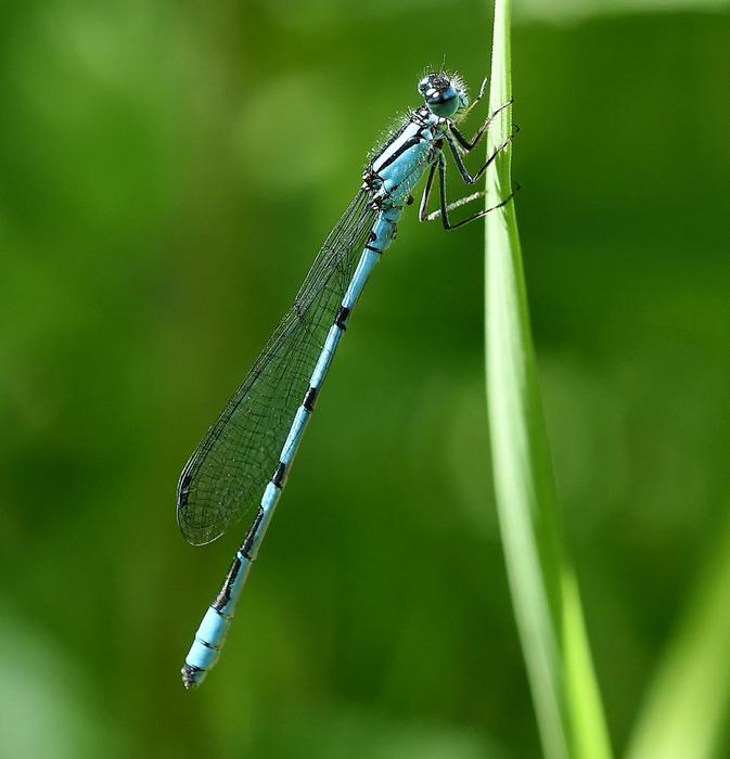 Bluet (Credit: © troy parla)