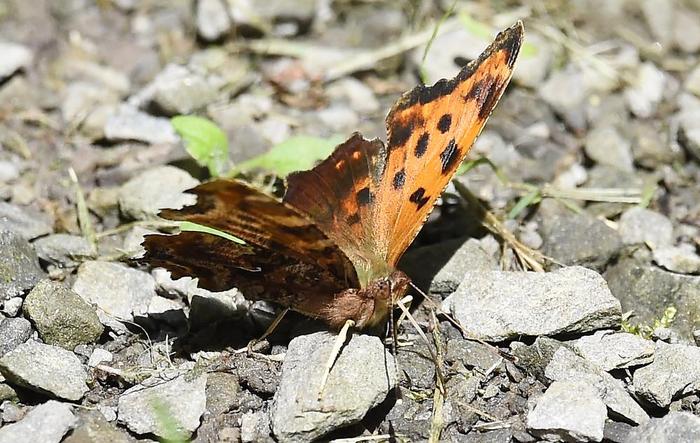 Eastern Comma (Credit: © troy parla)