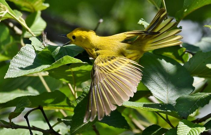 Yellow Warbler about to eat a running crab spider. (Credit: © troy parla)