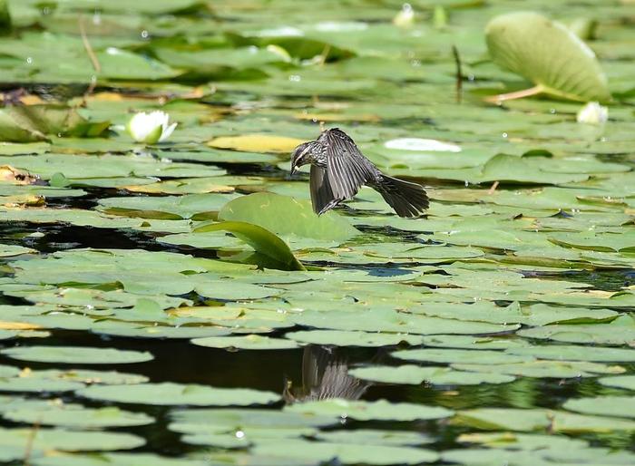 Red Winged Blackbird (Credit: © troy parla)