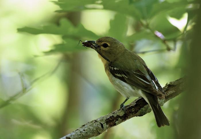 Yellow Throated Vireo ( and lunch ) (Credit: © troy parla)