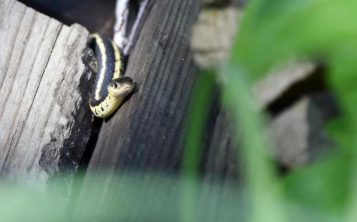 Garter snake ( one of at least 3 hanging out in the scrap wood pile ) (Credit: © troy parla)