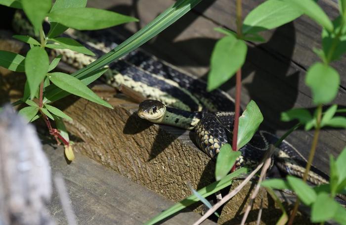 Garter Snake (Credit: © troy parla)