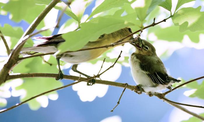 Yellow Throated Vireo - Feeding time (Credit: © troy parla)