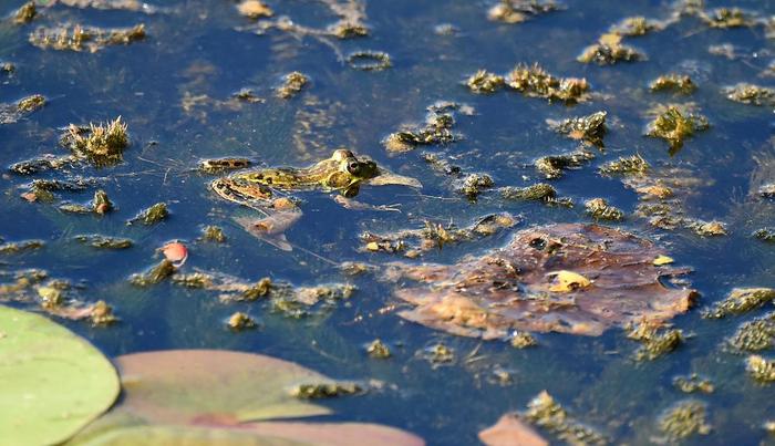 Mink Frog (Credit: © troy parla)