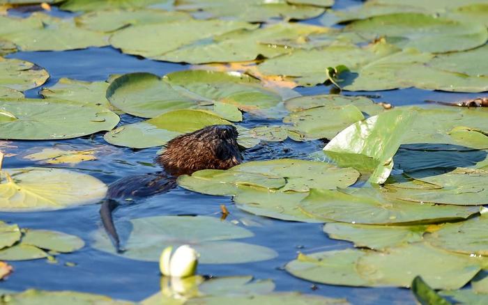 Muskrat (Credit: © troy parla)