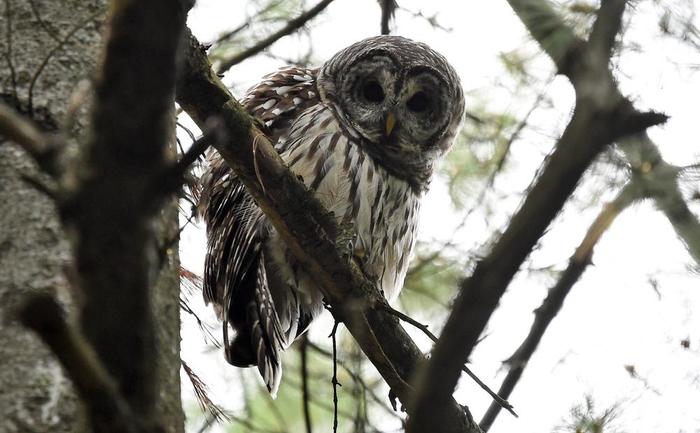 Barred Owl watching me watching him. (Credit: Troy Parla)