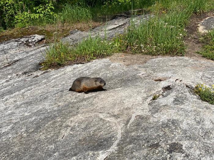 Groundhog at Hart’s Falls