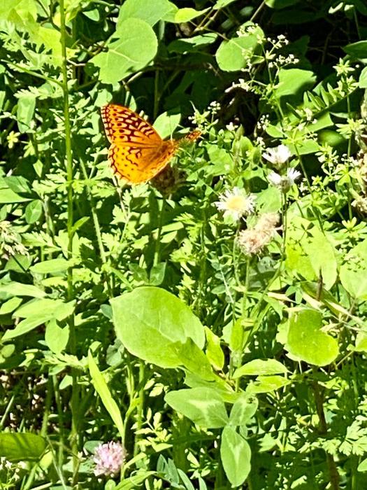 (Credit: Dee and Scott Rogers)