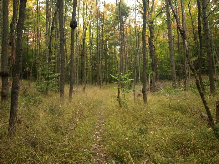 (Credit: http://www.cliftonfineadk.com)